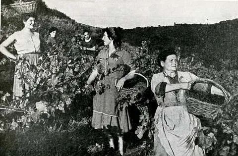 Elaboración tradicional de vino en familia